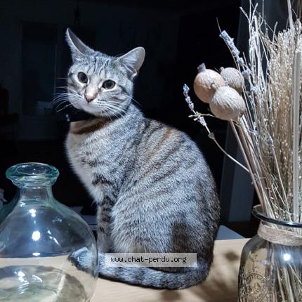 Photo de chat perdu à Reze