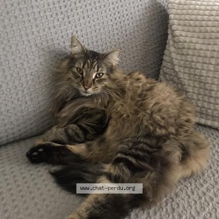 Photo de chat perdu à Nice