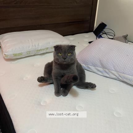 Photo 1/1 Chat retrouvé Perdu à Edmonton