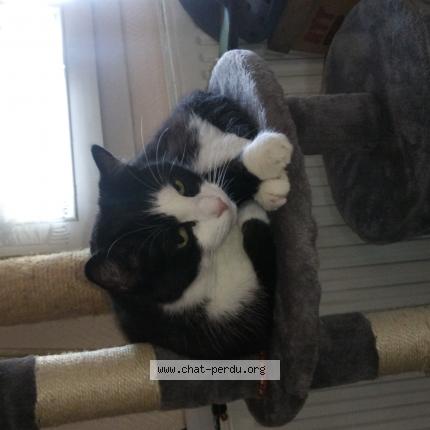 Photo de chat perdu à Schiltigheim