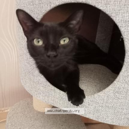 Photo 1/1 Chat retrouvé Perdu à Gignac