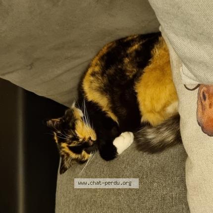 Photo de chat perdu à Marcq En Baroeul