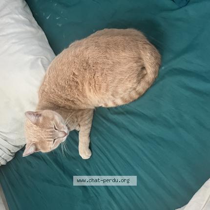 Photo de chat perdu à Saint Victoret