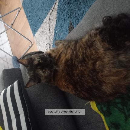 Photo de chat perdu à Grenoble