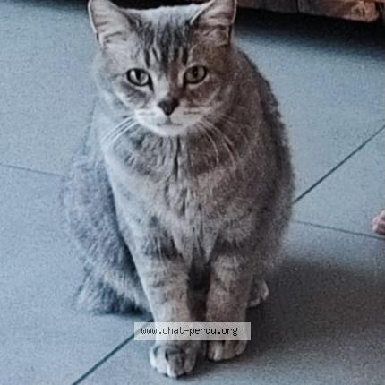 Photo 1/1 Chat retrouvé Perdu à Evian Les Bains