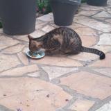 Photo de chat trouvé à Le Mans