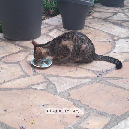 Photo 1/1 Chat retrouvé Trouvé à Le mans