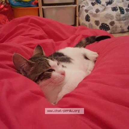 Photo de chat perdu à Oullins