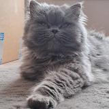 Photo de chat perdu à Crozet