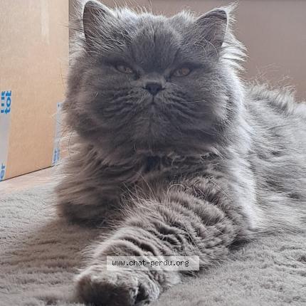 Photo 1/1 Chat retrouvé Perdu à Crozet