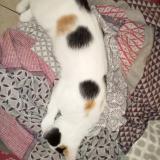 Photo de chat perdu à Gennes Val De Loire