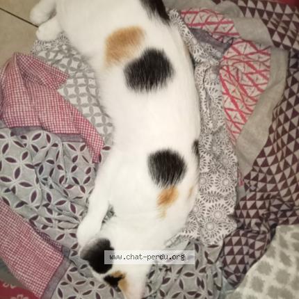 Photo 1/1 Chat retrouvé Perdu à Gennes val de loire