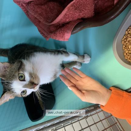 Photo 1/1 Chat retrouvé Perdu à Le Perreux Sur Marne