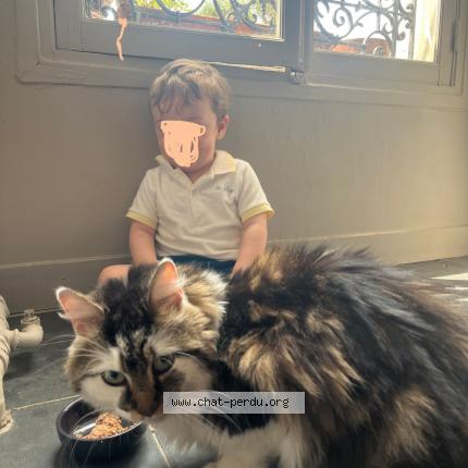 Photo 1/1 Chat retrouvé Trouvé à Paris