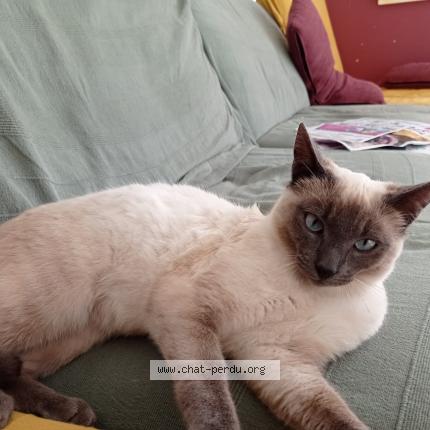 Photo de chat perdu à Les Essarts