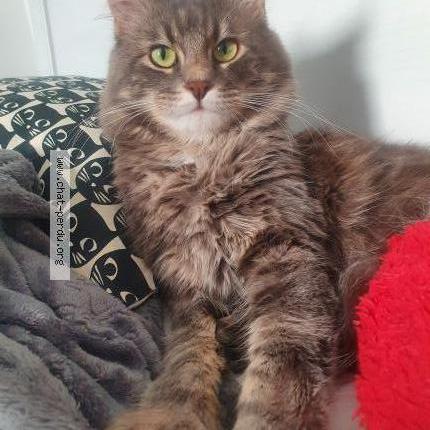 Photo de chat perdu à Tourcoing