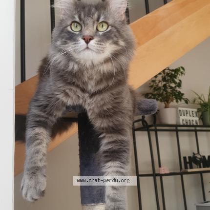 Photo 2/2 Chat retrouvé Perdu à Tourcoing