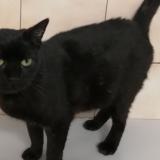 Photo de chat perdu à Cessy