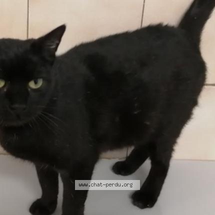 Photo 1/1 Chat retrouvé Perdu à Cessy