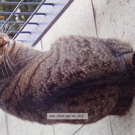 Photo 1/1 Chat retrouvé Perdu à Nogent Sur Marne