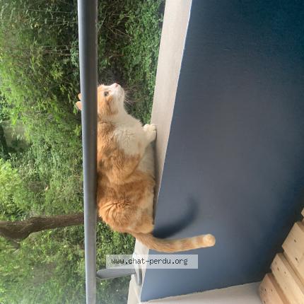 Photo 1/1 Chat retrouvé Perdu à Montpellier