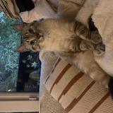 Photo de chat perdu à Nantes