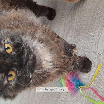 Photo de chat perdu à Bordeaux
