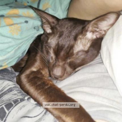 Photo de chat perdu à Beaufort En Vallee