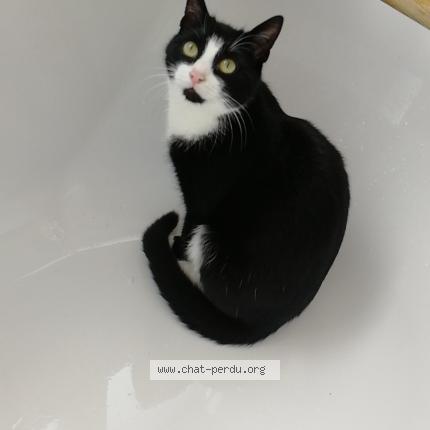Photo de chat perdu à Bugnicourt