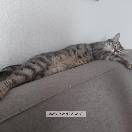 Photo de chat perdu à Olivet