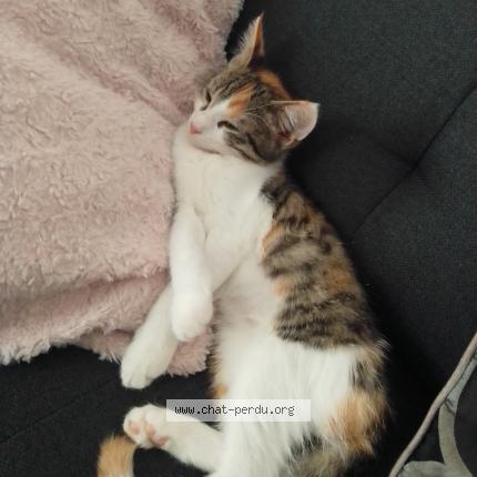 Photo de chat perdu à Pernay