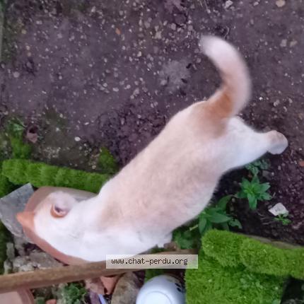 Photo de chat perdu à Rennes