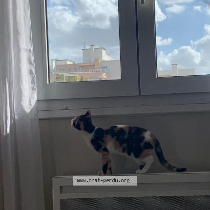 Photo de chat perdu à Puteaux