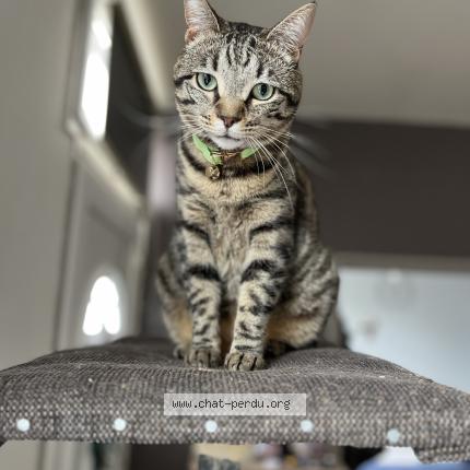 Photo de chat perdu à Dijon