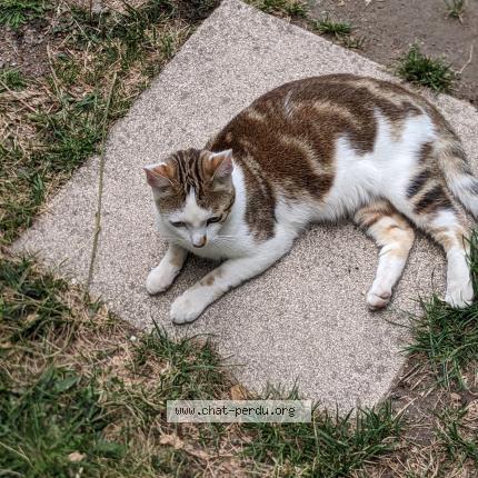 Photo 1/1 Chat retrouvé Perdu à Angers