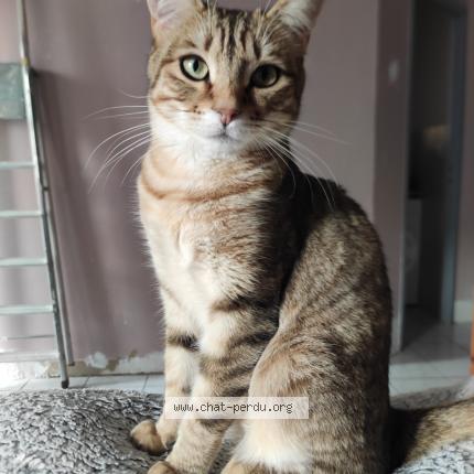 Photo 1/1 Chat retrouvé Perdu à Saint Michel Sur Savasse