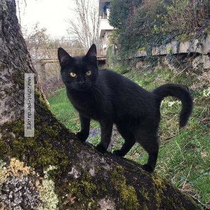 Photo de chat perdu à Aurillac
