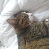 Photo de chat perdu à Pontvallain