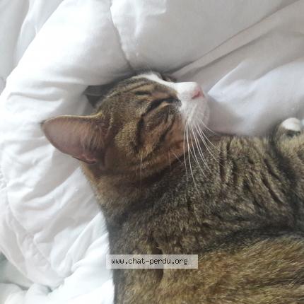 Photo 1/1 Chat retrouvé Perdu à Pontvallain