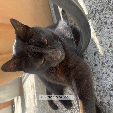 Photo 1/1 Chat retrouvé Perdu à La Gueriniere