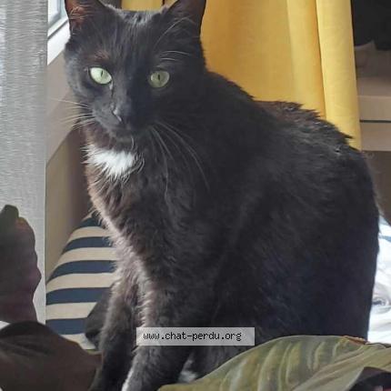Photo de chat perdu à Pessac