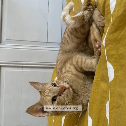 Photo 1/1 Chat retrouvé Perdu à Bordeaux