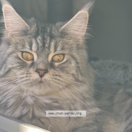 Photo de chat perdu à Sollies Toucas