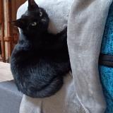 Photo de chat perdu à Les Clayes Sous Bois