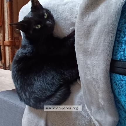 Photo 1/1 Chat retrouvé Perdu à Les clayes sous bois