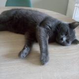 Photo de chat perdu à Lille