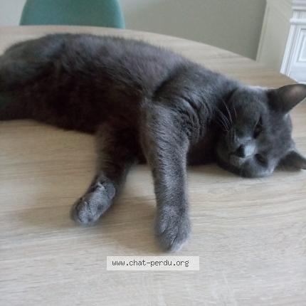 Photo 1/1 Chat retrouvé Perdu à Lille