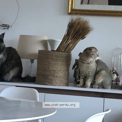 Photo 1/1 Chat retrouvé Perdu à Cognin