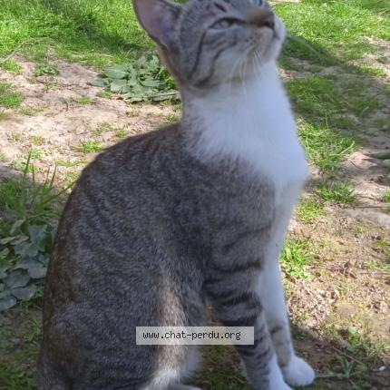 Photo 1/1 Chat retrouvé Perdu à Montauban