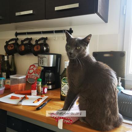 Photo de chat perdu à Fresnes